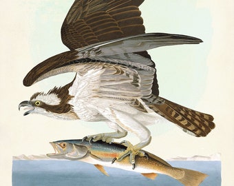 Osprey and Weakfish, Audubon Birds of America, Bird Print, Beach Home Decor, Shore House Art, Sea Birds, Coastal Birds
