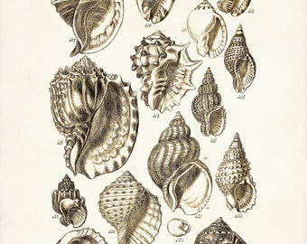 Sepia Seashells Art Print: Vintage Nautical Coastal Decor