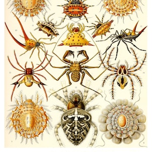 Spider Print, Spider Art, Poster, Ernst Haeckel Spiders Scientific Illustration, Wall Art, Creepy Art, Arachnids, Halloween Art