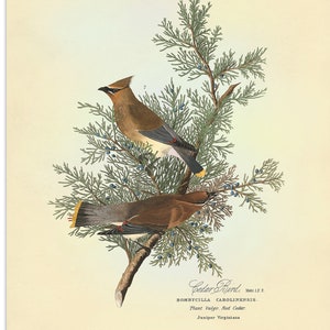 Cedar Bird Print from Audubon Birds of America, Cedar Waxwing Illustration by John J Audubon, Bird Poster, Natural History Wall Art