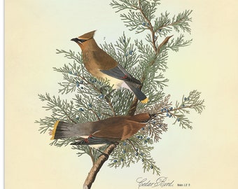 Cedar Bird Print from Audubon Birds of America, Cedar Waxwing Illustration by John J Audubon, Bird Poster, Natural History Wall Art