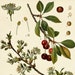 see more listings in the Botanical Illustrations section