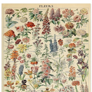 Vintage Botanical Illustration, Cottagecore Home Decor, Petit Larousse Encyclopedia Flowers Print, Botanical Print, Natural History Art
