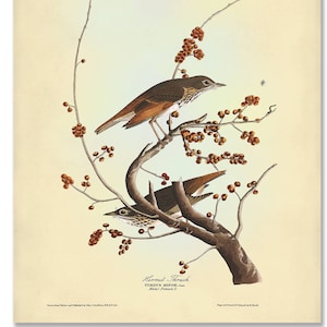Hermit Thrush Art Print, Bird Poster, Hermit Thrush Botanical Print, John James Audubon Print, Audubon Birds of America
