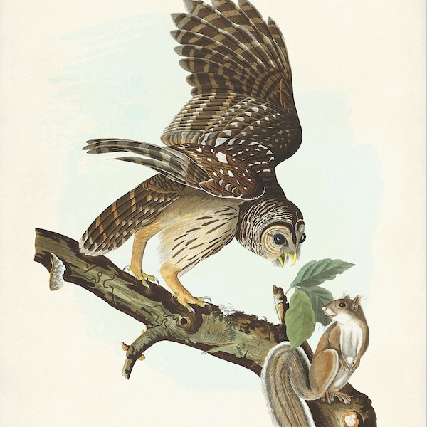 Barred Owl Print, Audubon Birds of America, Vintage Bird Print, Barred Owl l Illustration, Rustic Home Decor
