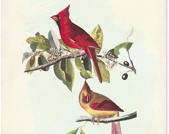 Red Cardinal Art Print, Bird Poster, Botanical Art, John James Audubon Birds of America, Grosbeak Illustration, Summer Art, Gift for Mom