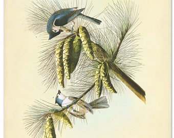 Crested Titmouse Perched on an Eastern White Pine, Audubon Bird Print, Tufted Titmouse Poster, Bird and Botanical, Audubon Birds of America