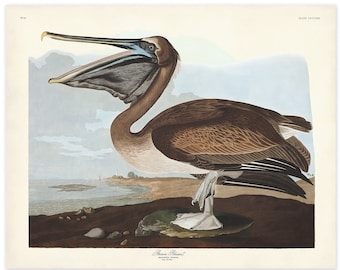 Impression de pélican brun, Audubon oiseaux d'Amérique, oiseau vintage, illustration de pélican brun, art de la maison de rivage, impression d'oiseau de mer, décoration d'intérieur côtière