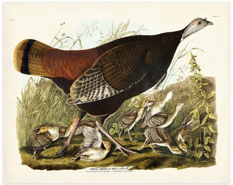 Female Wild Turkey Print from Audubon Birds of America, Thanksgiving Home Decor, Vintage Bird Art, Country Home Decor, Autumn Art