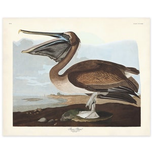 Brown Pelican Print, Audubon Birds of America, Vintage Bird, Brown Pelican Illustration, Shore House Art, Sea Bird Print, Coastal Home Decor
