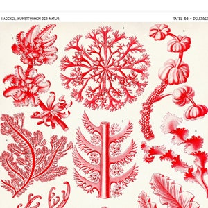 Ernst Haeckel Pink Algae Print, Scientific Illustration From Art Forms in Nature, Coastal Wall Art, Gift for Marine Biologist