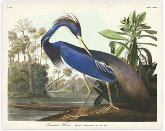 Louisiana Heron Print, Audubon Birds of America, Bird Print, Blue Heron Poster, Shore House Art, Sea Birds, Coastal Birds