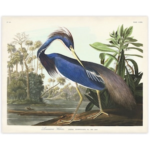 Louisiana Heron Print, Audubon Birds of America, Bird Print, Blue Heron Poster, Shore House Art, Sea Birds, Coastal Birds