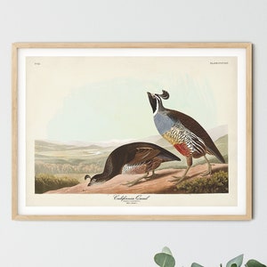 California Quail Art Print, Audubon Birds of America, Bird Print, California State Bird in Landscape print, Gift For Bird Lover