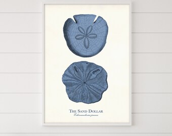 Vintage Sea Urchin Art Print: Navy Blue Nautical Coastal Decor