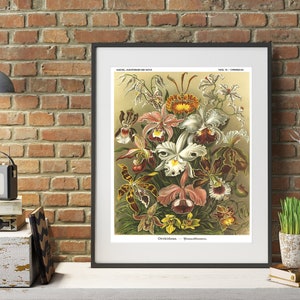 Botanical Illustration, Orchids Print, Floral Wall Art, Art Forms in Nature Plate 74 Ernst Haeckel Scientific Illustration image 2