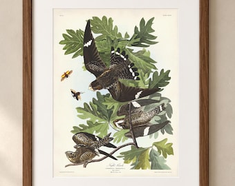 Audubon Common Nighthawk Print, Night hawk Bird Art, White Oak Botanical Illustration, Vintage Birds of America Wall Decor
