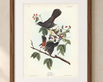 Audubon Gray Catbird  Art Print, Cat Bird on Blackberry Branch, Audubon's TheBirds of America, Botanical Bird Wall Decor