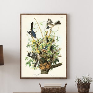 Northern Mockingbird Print, Audubon Birds of America, Traditional Home Decor, Nature Lover Gift