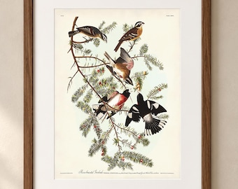 Rose-Breasted Grosbeak Art Print,  Audubon's The Birds of America,  Vintage Bird Illustration, American Yew Botanical, Woodland Nature Decor