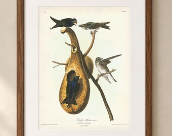 Purple Martin Print, Audubon's Birds of America Plate 22, Vintage Bird Art with Gourd Nest, Natural History Wall Decor, Backyard Birds