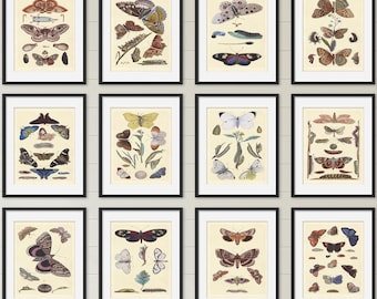 Butterfly & Moth Print Set of 12, Entomology Gallery Wall, Victorian Natural History Insect Art Collection, Cottagecore Decor, Giclée Art