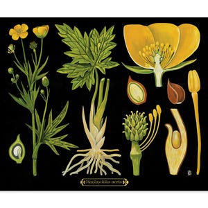 Vintage Botanical Print with Yellow Flowers, Cottage Core Wall Art, Ranunculus Botanical Chart, Floral Wall Art, Christmas Gift for Her