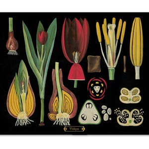 Botanik Lehrtafel, Vintage Illustration, Tulpen Illustration, Cottagecore Wohnkultur, Florale Wandkunst