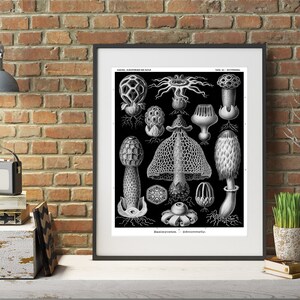 May include: A black and white framed print featuring a detailed botanical illustration of various mushroom species arranged in a grid. The artwork displays diverse fungal shapes, textures, and structures against a solid black background.
