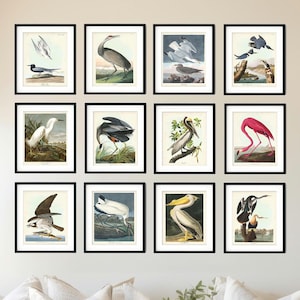 Audubon Shore Birds Print Set of 12, John J Audubon Birds of America, Coastal Home Decor, Beach Birds, Gift for Birder or Nature Lover