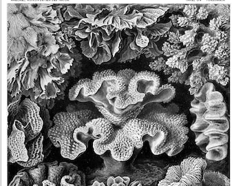 May include: Black and white illustration of various types of coral. The image is labeled "Hexacoralia -  Sechsstrahlige Steinkorallen".