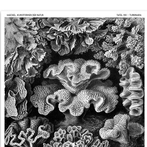 Ernst Haeckel Sea Coral Scientific Illustration, A Black and White Nautical Print from Art Forms in Nature