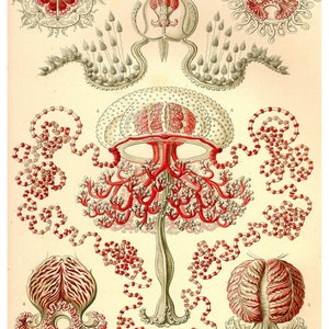 Red Medusa Jellyfish Print, Poster, Jellyfish Art, Ernst Haeckel Jellyfish, Educational Science Print, Coastal Decor, Back to School Art