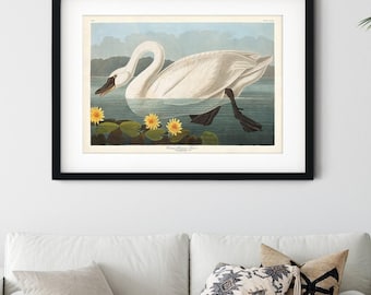 May include: Framed art print featuring a white swan on a lake, with yellow water lilies. The swan is illustrated in detail, set against a light blue and green backdrop. The artwork is framed in black.
