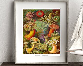 絵画 anemone Sea Anemone Art Print, Sea Anemone Poster, Ernst Haeckel