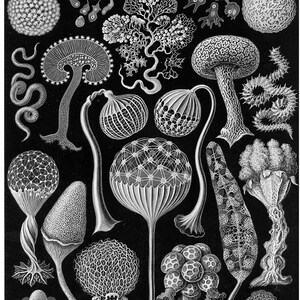 Vintage Slime Molds Print, Ernst Haeckel Scientific Illustration, Mycetozoa from Art Forms in Nature, Educational Art, Classroom Decor