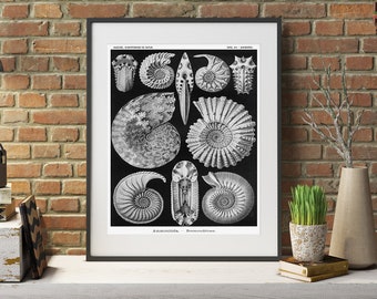 Nautilus Print, Seashell Poster, Ernst Haeckel Print, Ammonites Fossils Illustration, Sea Life Wall Art, Educational Chart, Sea Life Poster