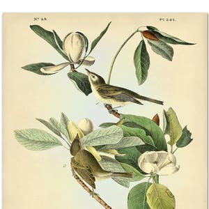 Audubon Bird Print 2, Warbling Vireo Art Print, Bird Poster, Magnolia Botanical Illustration, John James Audubon Birds of America