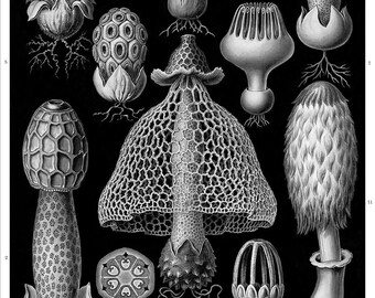 Mushroom Print, Mushroom Wall Art, Cottagecore Home Decor, Ernst Haeckel Botanical Illustration, Fungi Stinkhorn Mushrooms Botanical Art