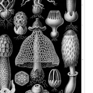 Pilz Druck, Pilz Wandkunst, Cottagecore Wohnkultur, Ernst Haeckel Botanische Illustration, Pilze Stinkhorn Pilze Botanische Kunst