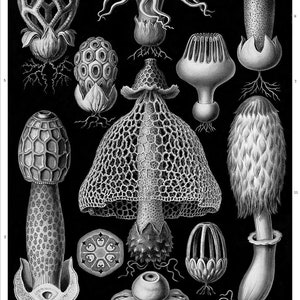 Mushroom Print, Mushroom Wall Art, Cottagecore Home Decor, Ernst Haeckel Botanical Illustration, Fungi Stinkhorn Mushrooms Botanical Art image 2