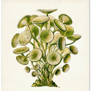 Green Sea Algae Print, Ernst Haeckel Print, Educational Art, Poster, Biology Print, Natural History Poster, Botanical image 1