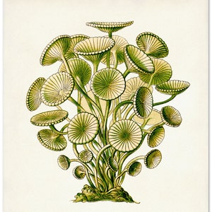 Ernst Haeckel Green Sea Algae Botanical Print