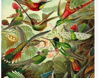 Ernst Haeckel Hummingbird Print, Scientific Illustration, Bird Print, Scientific Illustration, Back to School Art