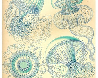 Blue Jellyfish Art Print, Ernst Haeckel Scientific Illustration, Art Nouveau Coastal Art, Leptomedusae, Back to School Art, Classroom Art