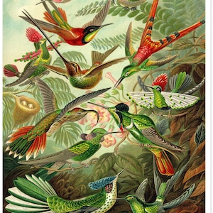 Ernst Haeckel Hummingbird Print, Scientific Illustration, Bird Print, Scientific Illustration, Gift for Bird Lover
