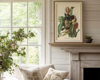 Purple Grackle Bird Art Print, Audubon Birds of America