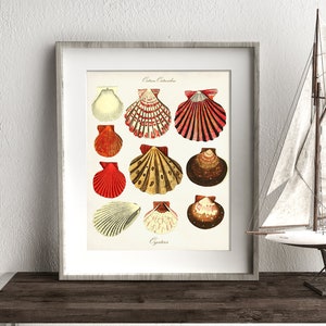 Seashell Art Print, Shells Poster, Colorful Oyster Shells, Beach Art, Summer Print,  Coastal Living, Coastal Wall Art