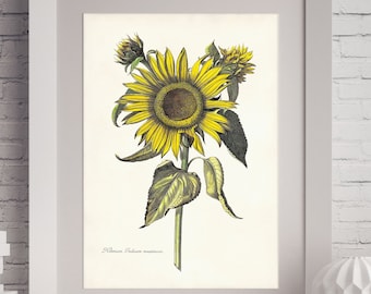 Giant Sunflower Blossom Art Print, Yellow Flower, Botanical Illustration, Spring/ Summer Decor
