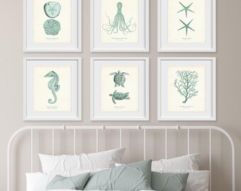 Vintage Sea Life Illustrations, Seafoam Green Coastal Gallery Wall Art Set